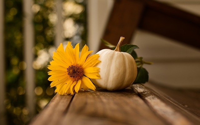 White_Pumpkin_with_a_sunflower_Fall_plants
